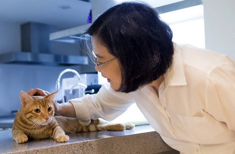Giới trẻ Đài Loan rất thích hình ảnh bà Thái Anh Văn chơi với hai chú mèo của bà - Ảnh: Straits Times