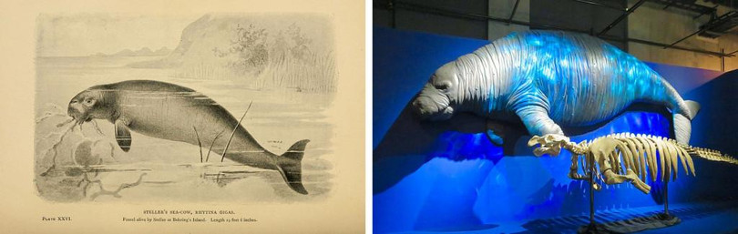 Loài bò biển khổng lồ (Ảnh: Science ABC) Loài bò biển khổng lồ (Ảnh: Science ABC)