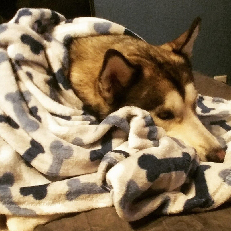 Châu Mỹ là một trong những khu vực cuối cùng trên thế giới được con người đến định cư. Nhiều khả năng những người đầu tiên đến đây đã nuôi chó để làm người bạn đồng hành khi bước chân đến một vùng đất mới (Ảnh: ArsTechnica)