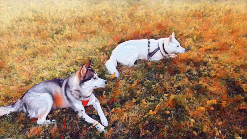 Chó và người đã là bạn của nhau ít nhất 23.000 năm (Ảnh: ArsTechnica)