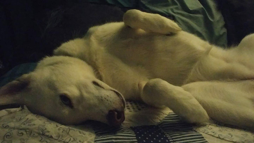 Theo một nghiên cứu được công bố vào năm ngoái, những chú chó ngày nay đều có nguồn gốc từ một quần thể sói cổ đại (Ảnh: ArsTechnica)