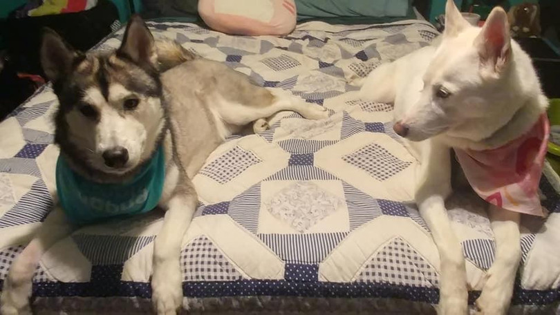 Chó được lựa chọn làm thú cưng trong nhiều gia đình ngày nay (Ảnh: ArsTechnica)