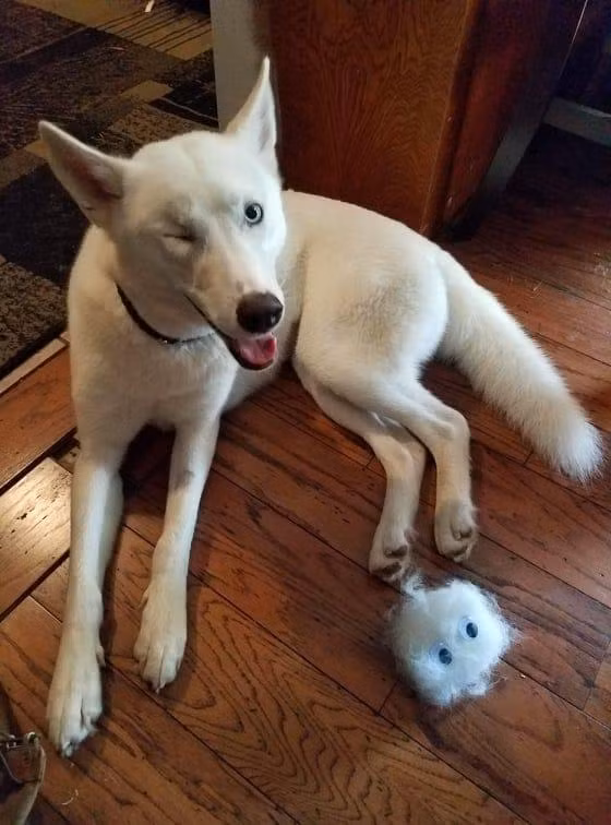 Loài chó rất thân thiện với con người (Ảnh: ArsTechnica) Loài chó rất thân thiện với con người (Ảnh: ArsTechnica)