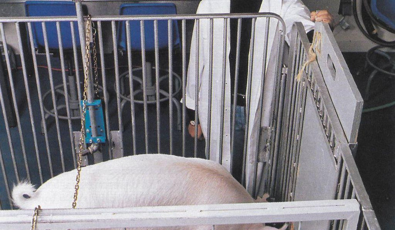 Nghiên cứu được thực hiện trên 4 chú heo khác nhau (Ảnh: Smithsonianmag) Nghiên cứu được thực hiện trên 4 chú heo khác nhau (Ảnh: Smithsonianmag)