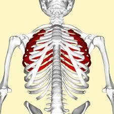 Xương sườn số 13 (Ảnh: Hack Spirit)