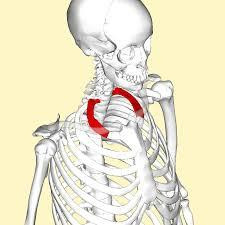 Xương sườn cổ (Ảnh: Hack Spirit)