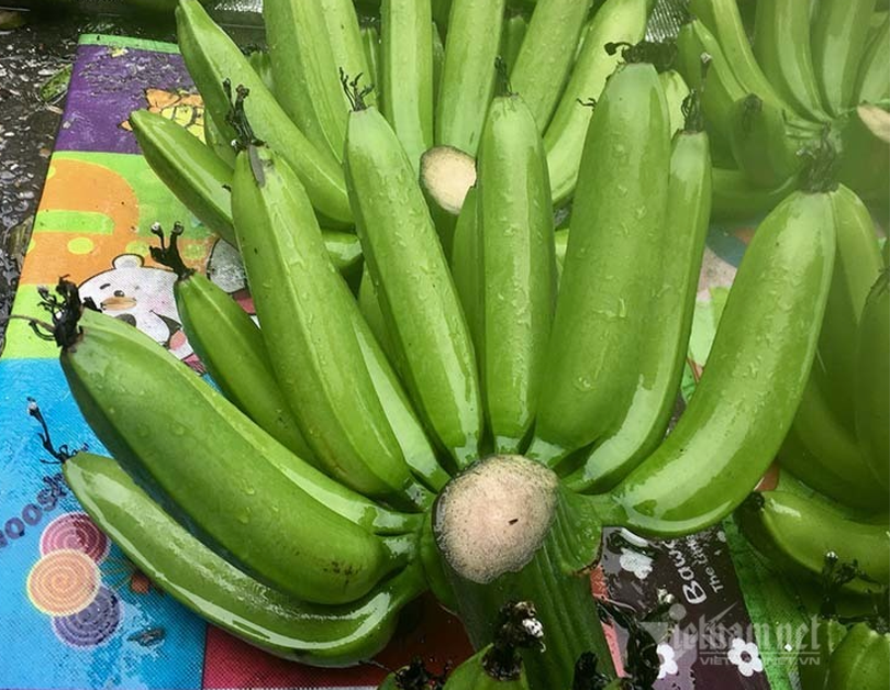 chuoi-xanh-66395.JPG