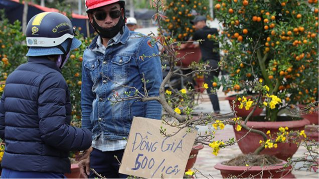 Chợ hoa Tết Đà Nẵng bán đồng giá mai xuân 500 nghìn đồng/chậu vẫn ế khách.
