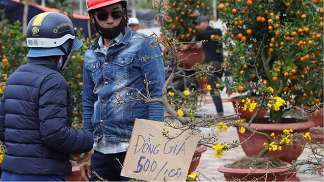 Chợ hoa Tết Đà Nẵng bán đồng giá mai xuân 500 nghìn đồng/chậu vẫn ế khách.