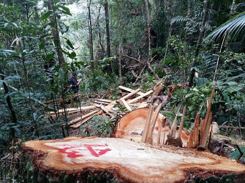 Hơn 60 cây pơ mu hàng trăm tuổi ở khu vực biên giới bị chặt hạ: Ảnh: Tiến Hùng.