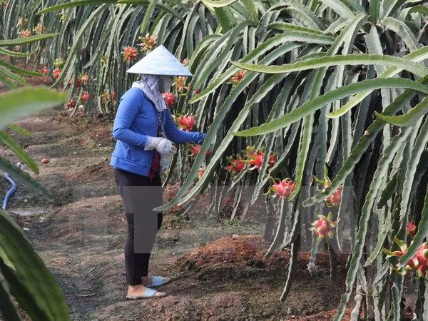 Chăm sóc cây thanh long sắp tới kỳ thu hoạch. (Ảnh: Trường Giang/TTXVN)