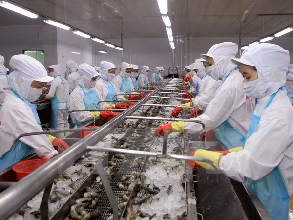Chế biến tôm đông lạnh xuất khẩu. (Ảnh: Trần Việt/TTXVN)