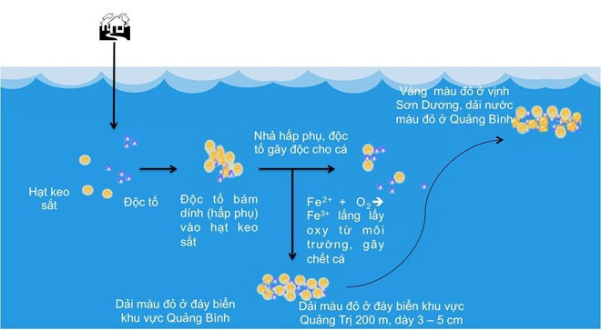 Chất thải của nhà máy Formosa có chứa các độc tố phenol, cyanua, hydroxit sắt vượt mức cho phép gây ra hiện tượng hải sản chết hàng loạt. Các chất này kết hợp với nhau, được dòng hải lưu chảy hướng bắc nam đưa từ Hà Tĩnh vào Quảng Bình, Quảng Trị, Thừa Thiên Huế, gây ra hiện tượng cá chết hàng loạt. Ảnh:Viện Hàn lâm Khoa học và Công nghệ Việt Nam.