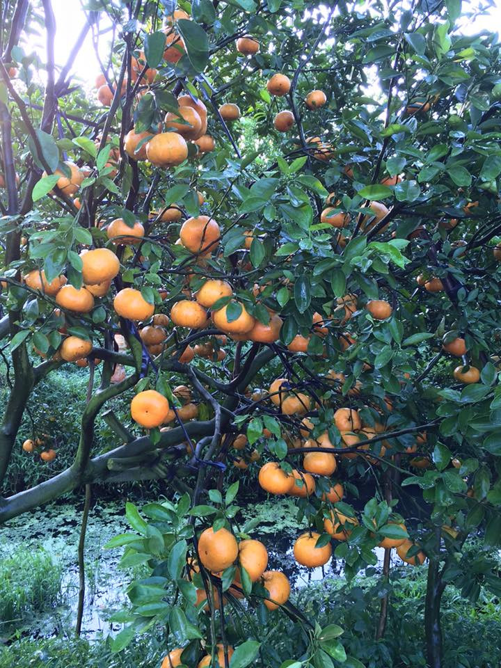 Bưởi Vĩnh Long vào thu hoạch (ảnh Hoà Bình)