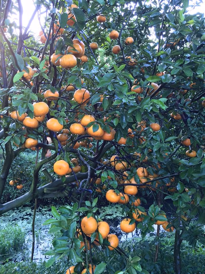 Bưởi Vĩnh Long vào thu hoạch (ảnh Hoà Bình)