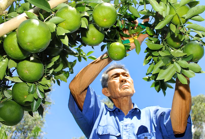 Quýt Tiều Lai Vung, Đồng Tháp (ảnh Hoà Bình)