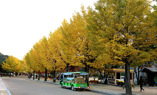 Hàn Quốc là một trong những điểm đến được nhiều khách Việt lựa chọn vào mùa thu. Ảnh:Vy An.