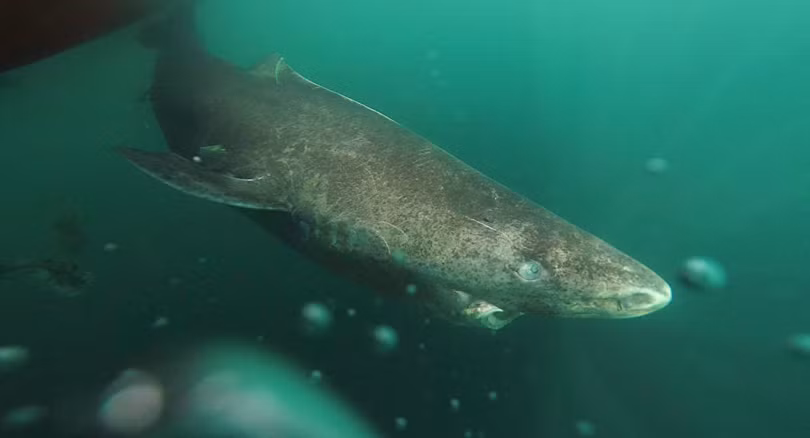Cá mập Greenland (Somniosus microcephalus).