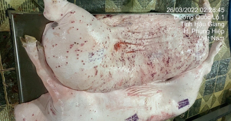 Nóng: Hình ảnh 'tố' heo bệnh tại C.P. Việt Nam là thật, được chụp tại cơ sở gia công