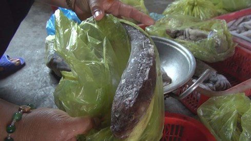 Phóng sự thảm họa cá chết Việt Nam rúng động Đài Loan ảnh 3