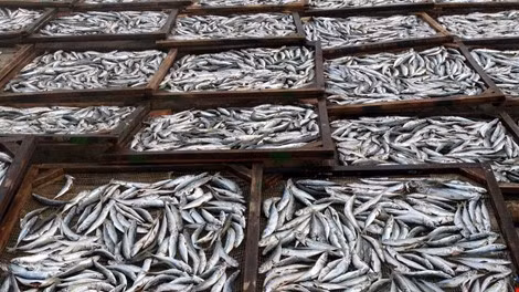 Cá nục được thu mua và phơi sấy tại Quảng Trị. Ảnh:Trung Giang.