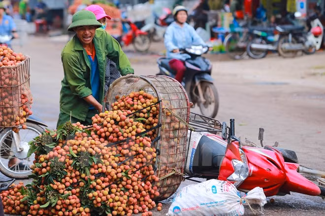 Nghi vấn gây tắc nghẽn thủ phủ vải Bắc Giang để ép giá thu mua ảnh 10