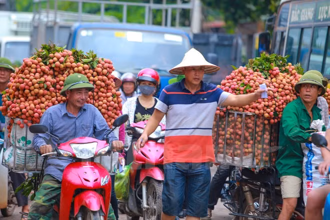 Nghi vấn gây tắc nghẽn thủ phủ vải Bắc Giang để ép giá thu mua ảnh 7