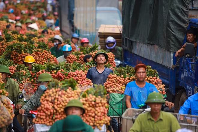 Nghi vấn gây tắc nghẽn thủ phủ vải Bắc Giang để ép giá thu mua ảnh 9