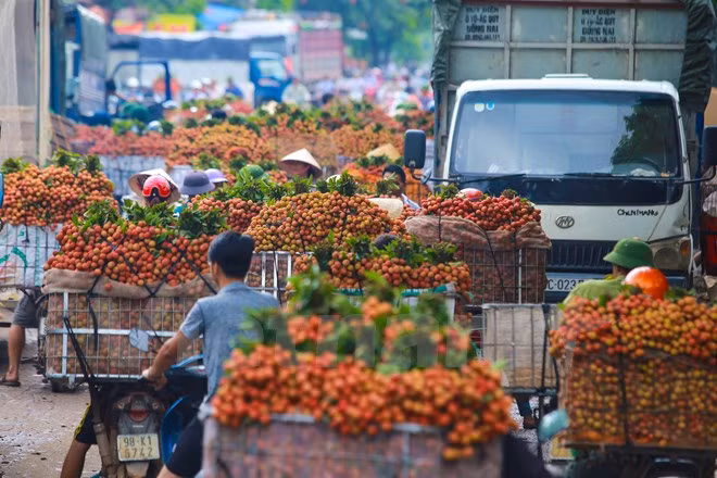 Nghi vấn gây tắc nghẽn thủ phủ vải Bắc Giang để ép giá thu mua ảnh 2