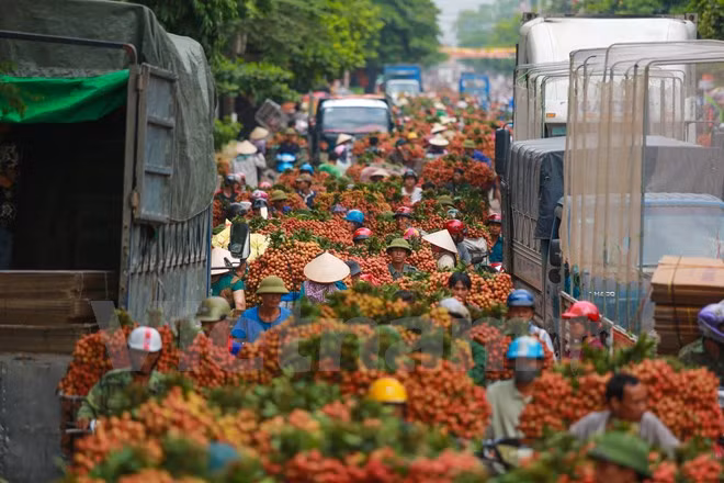 Với sản lượng ước đạt trên 130.000 tấn, mùa vải năm nay tại Bắc Giang giảm hơn so với cùng kỳ năm ngoái. (Ảnh: Minh Sơn/Vietnam+)
