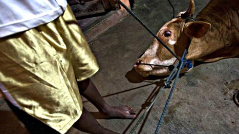 Úc điều tra lò mổ Việt Nam vì cáo buộc ngược đãi gia súc ảnh 1