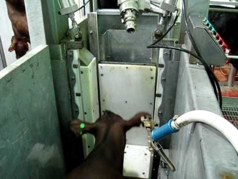 Trước khi bị giết, con bò được lùa vào trong lò mổ và phòng sốc điện. Căn phòng này tách con vật với đồng loại của nó đang đứng bên ngoài. Chỉ vài giây sau khi con vật được đưa vào phòng sốc điện, người ta dùng thiết bị truyền điện phóng thẳng vào não của nó. Ảnh:Chụp màn hình Youtube