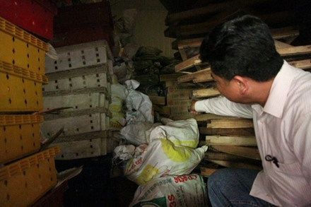 Vựa cá Sơn Thủy dồn ứ gần 100 tấn cá hoang mang vì không biết lúc nào mới tiêu thụ được. Ảnh: Hưng Thơ.