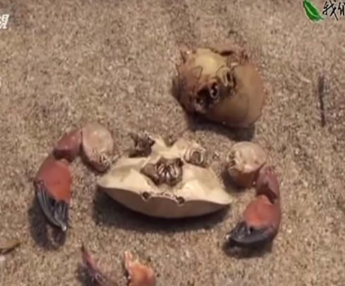 Phóng sự thảm họa cá chết Việt Nam rúng động Đài Loan ảnh 2