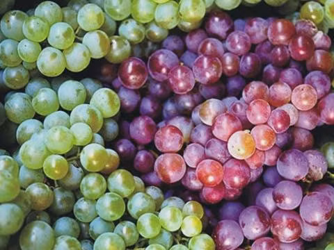 Mỗi ngày 100 tấn nho Tàu: Về Hà Nội toàn nho Mỹ - Úc ảnh 1