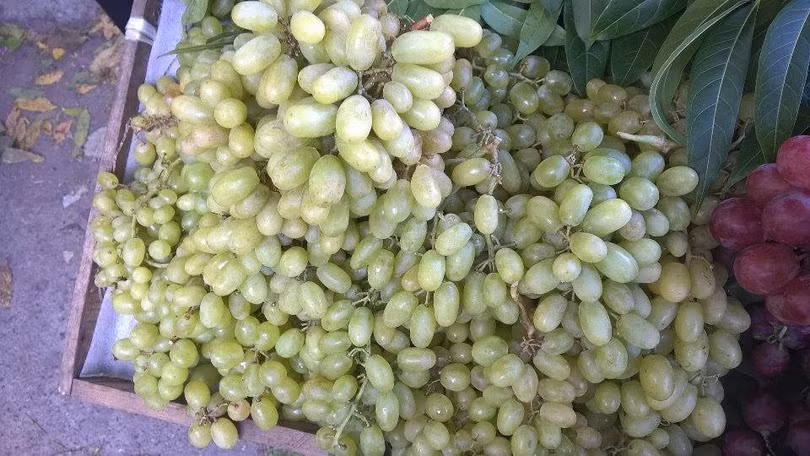 Mỗi ngày 100 tấn nho Tàu: Về Hà Nội toàn nho Mỹ - Úc ảnh 2