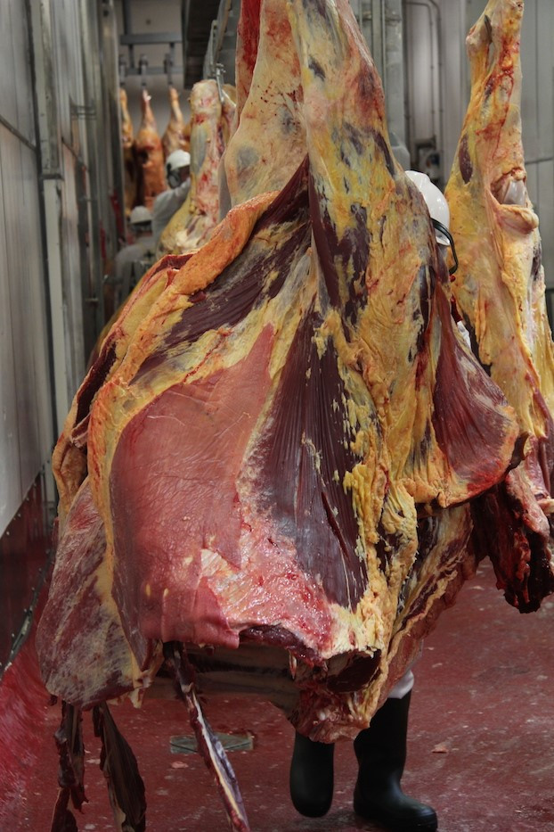 Đối với lợn, người ta có thể dùng khí carbon dioxide trong quá trình giết mổ. Việc sử dụng điện phóng thẳng vào não con vật sẽ khiến chúng bất tỉnh và không phải chịu đau đớn trước khi máu bắt đầu chảy. Ảnh:Jesspryles.com