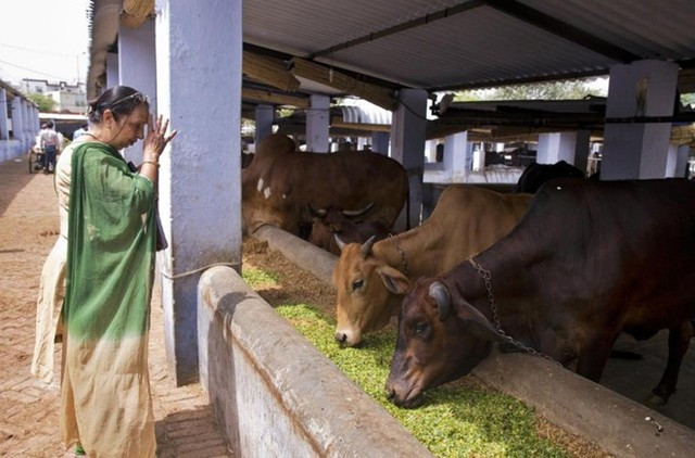 Minu Aggarwal cầu khấn thần linh khi cho những con bò ăn đậu lăng ngâm nước và lá xanh tại một trung tâm bảo vệ bò ở thành phố New Delhi hôm 2/4.