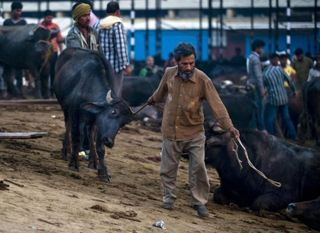 Thịt trâu là thực phẩm thiết yếu đối với hàng triệu người nghèo Ấn Độ bởi nó rẻ hơn phần lớn những loại thịt khác. 