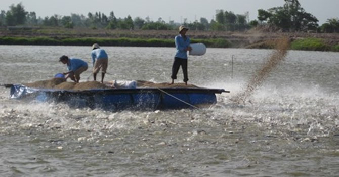 Nuôi cá tra theo chương trình SUPA