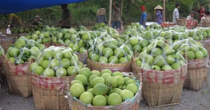 Vào mùa thu hoạch rộ là trái cây ở ĐBSCL liên tục rớt giá 