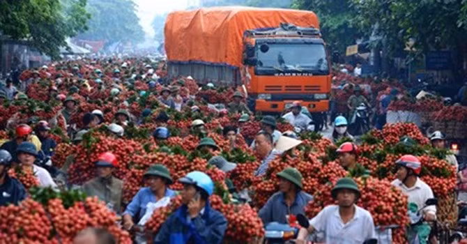 Vải thiều Lục Ngạn - Bắc Giang ùn ứ vào tháng 6/2014 khiến không ít nông dân trồng vải lao đao