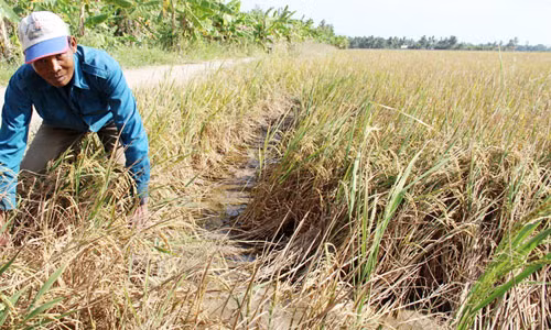 Lúa ở Sóc Mồ Côi (Sóc Trăng) chết vì khô hạn