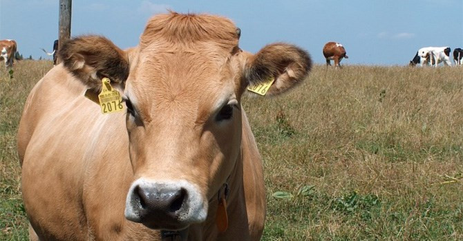 Lĩnh vực nông nghiệp của Thanh Hóa đang thu hút các nhà đầu tư lớn