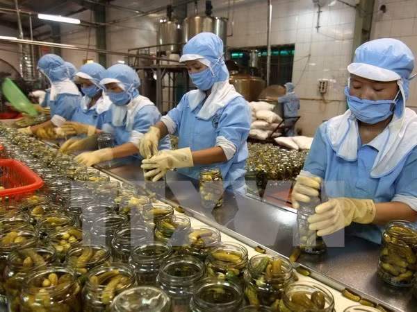 Chế biến nông sản xuất khẩu. (Ảnh: Vũ Sinh/TTXVN)
