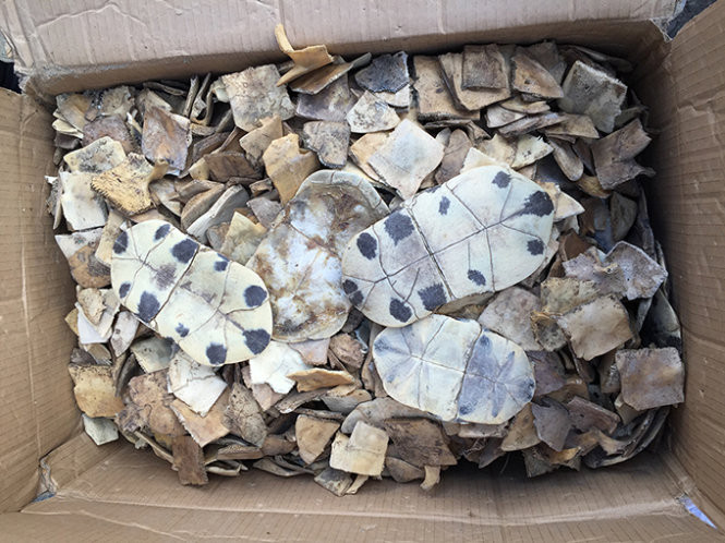 Mai rùa đóng bên trong các thùng hàng của container 40 feet - Ảnh: Hải quan Hải Phòng cung cấp