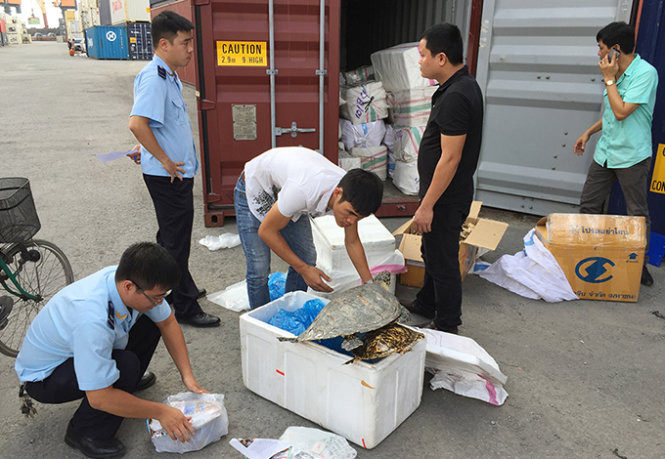 Cán bộ Hải quan Hải Phòng kiểm đếm số xác động vật hoang dã được phát hiện - Ảnh: Hải quan Hải Phòng cung cấp
