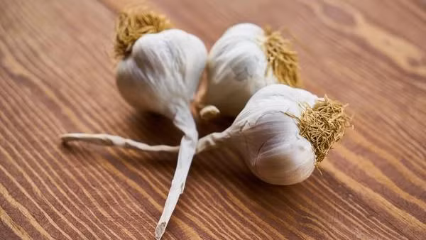 Tỏi là một chất kháng khuẩn mạnh và có thể loại bỏ vi trùng thông thường Ăn tỏi có chống được virus Corona