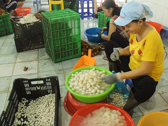 Bà Ba Sương nói rằng bà tuyển và tạo việc làm cho các công nhân bị các khu công nghiệp cho nghỉ, trên độ tuổi 30 tới 60. Bà Ba Sương nói rằng bà tuyển và tạo việc làm cho các công nhân bị các khu công nghiệp cho nghỉ, trên độ tuổi 30 tới 60.