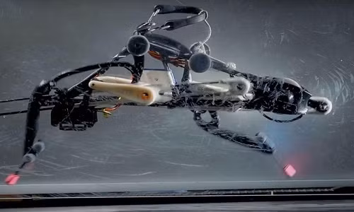 Các nhà khoa học Mỹ có thể cho ra đời robot chạnh nhanh hơn Usain Bolt.